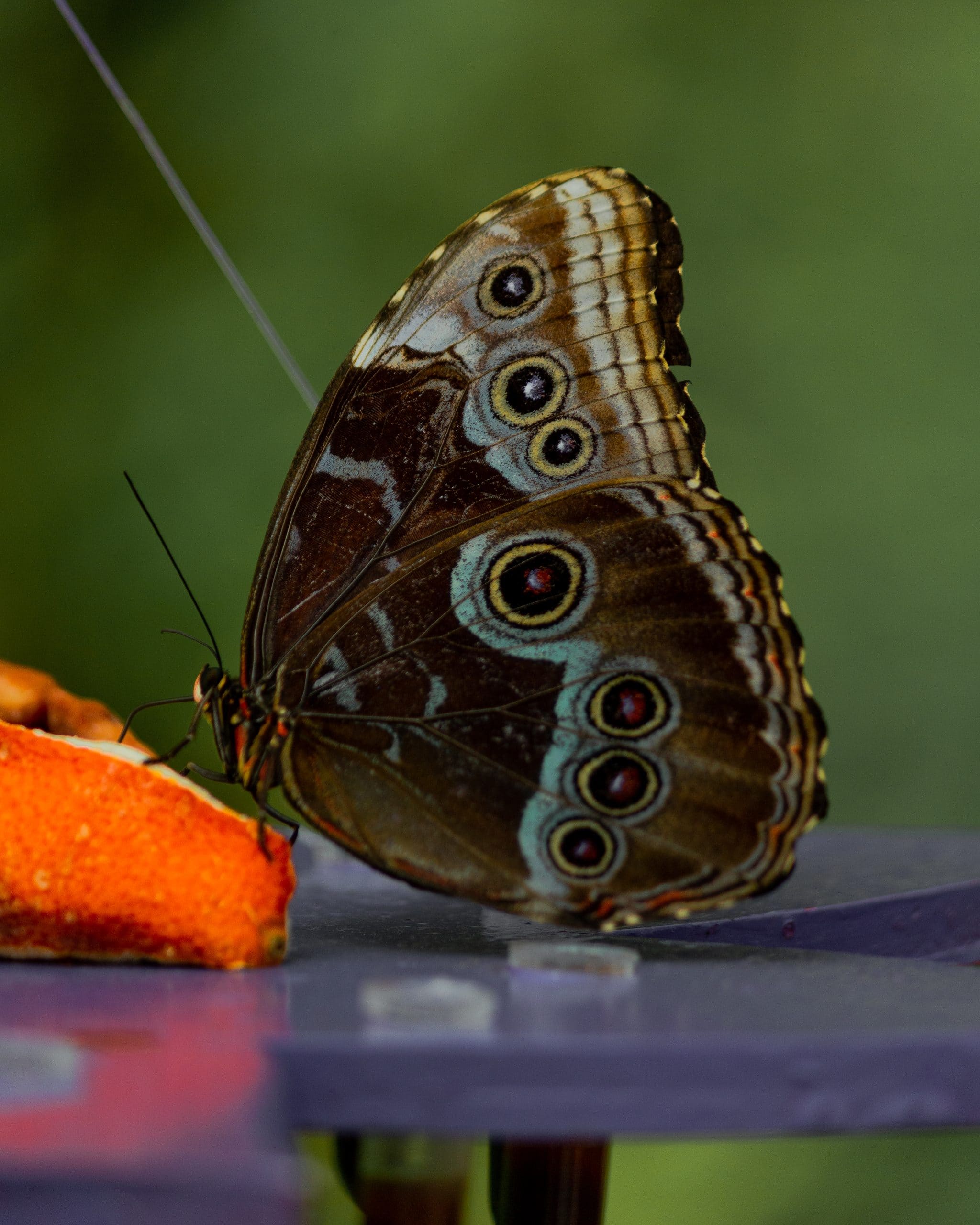 Blue morpho feeding on a slice of orange